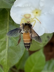 Thomisus okinawensis