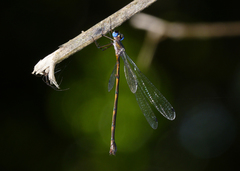 Synlestes tropicus