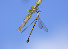 Synlestes tropicus