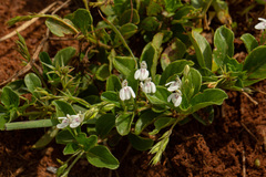 Justicia anagalloides