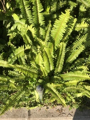 Nephrolepis cordifolia