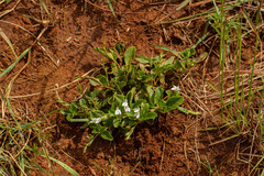 Justicia anagalloides