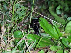 Hadronyche modesta