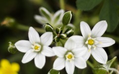 Ornithogalum fimbriatum