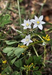 Ornithogalum fimbriatum