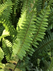 Nephrolepis cordifolia