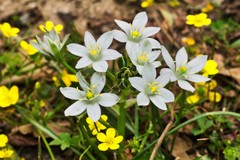 Ornithogalum fimbriatum