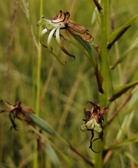 Habenaria nyikana