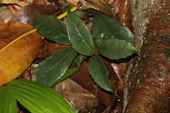 Tetrastigma nitens