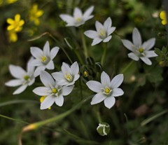 Ornithogalum fimbriatum