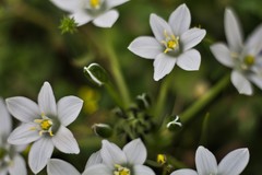 Ornithogalum fimbriatum