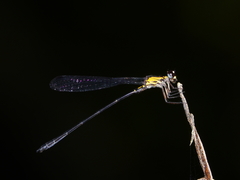 Lestoidea brevicauda