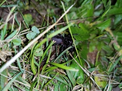 Hadronyche modesta