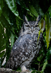 Bubo africanus