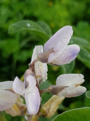 Lupinus albus