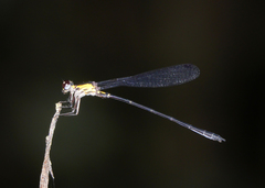 Lestoidea brevicauda