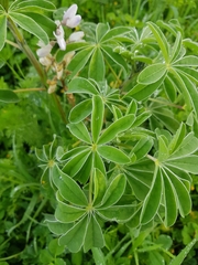 Lupinus albus