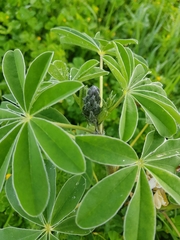 Lupinus albus