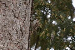 Certhia brachydactyla