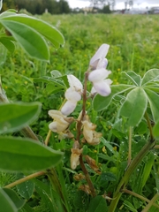 Lupinus albus