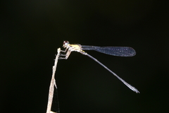 Lestoidea brevicauda