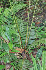 Blechnum wardiae