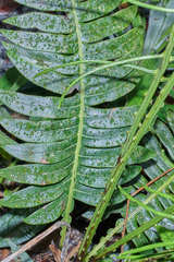 Blechnum wardiae