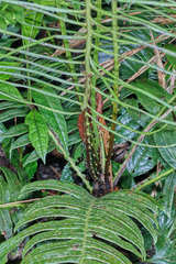 Blechnum wardiae