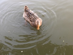 Anas platyrhynchos