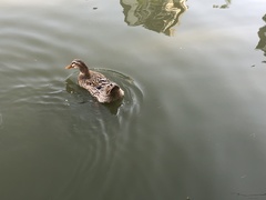 Anas platyrhynchos