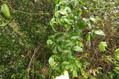 Pandorea floribunda
