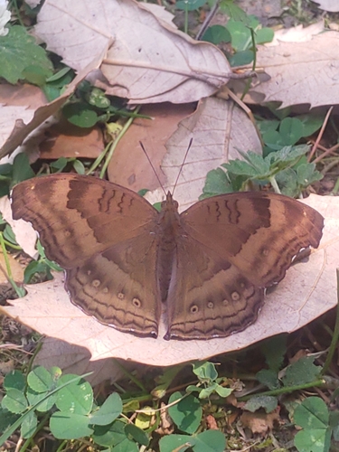 Chocolate Pansy photo 4