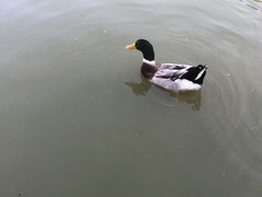 Anas platyrhynchos
