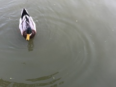 Anas platyrhynchos