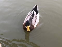 Anas platyrhynchos