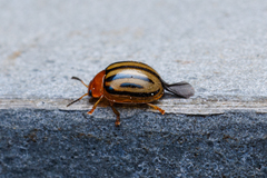 Plagiodera septemvittata