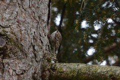 Certhia brachydactyla