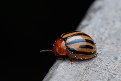 Plagiodera septemvittata