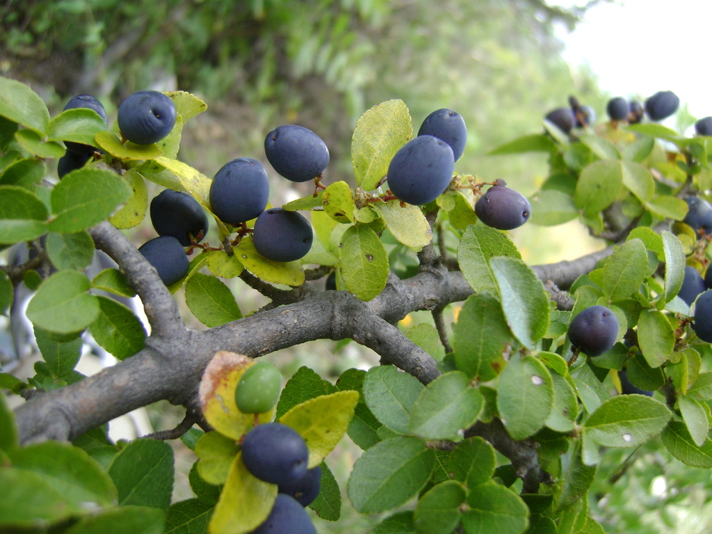 Forestiera rotundifolia