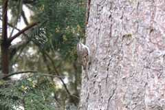 Certhia brachydactyla