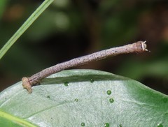 Gastrinodes argoplaca