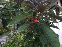 Jatropha integerrima