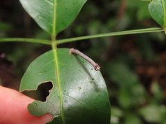 Gastrinodes argoplaca