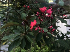 Jatropha integerrima