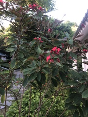 Jatropha integerrima