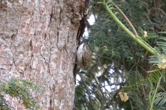 Certhia brachydactyla