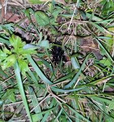 Hadronyche modesta