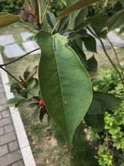 Jatropha integerrima