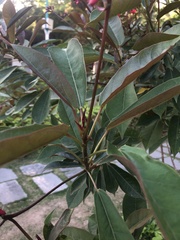 Jatropha integerrima