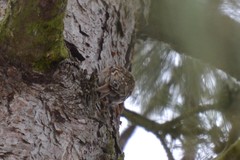 Certhia brachydactyla